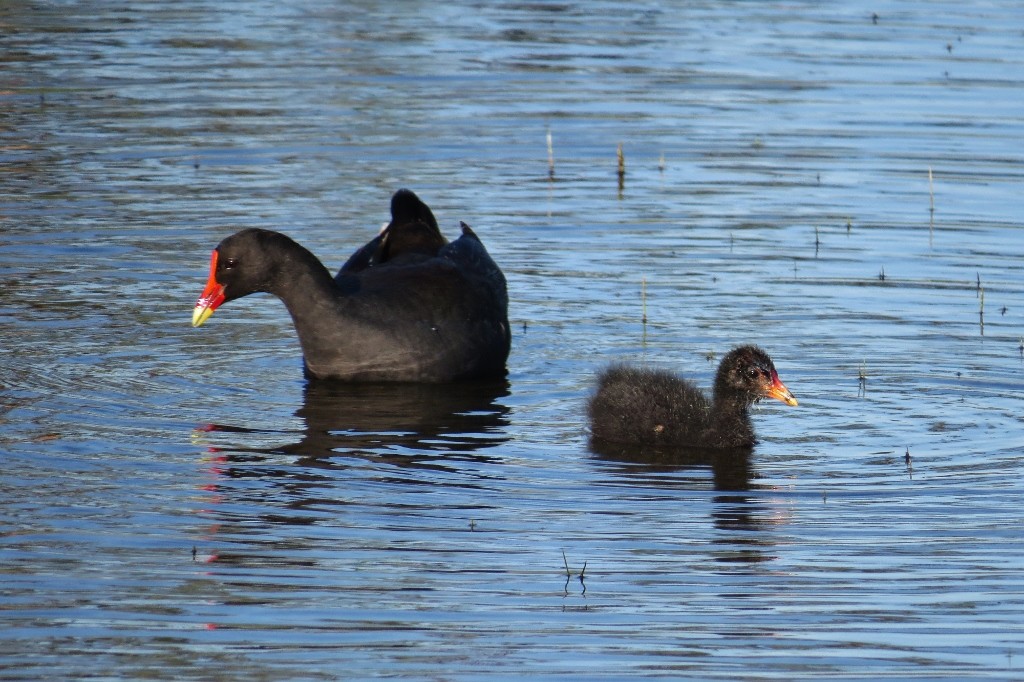 dusky moorhen 7
