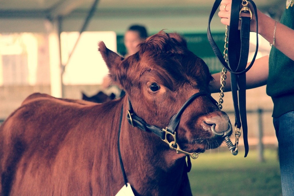 animals perth royal show a 15 (1024x683)