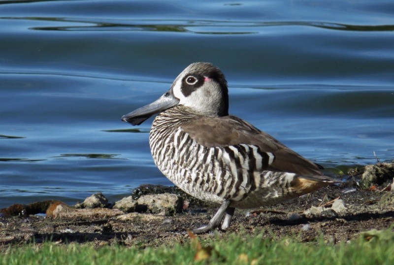 pink-eared duck a 10 (800x538)
