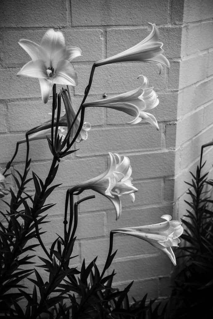 flor branca-36 (683x1024)