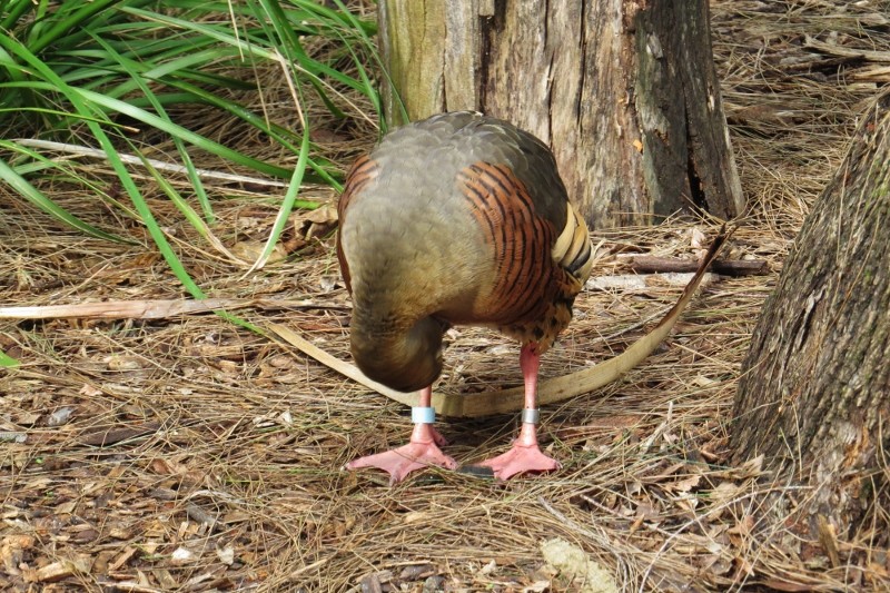 dendrocygna eytoni 3