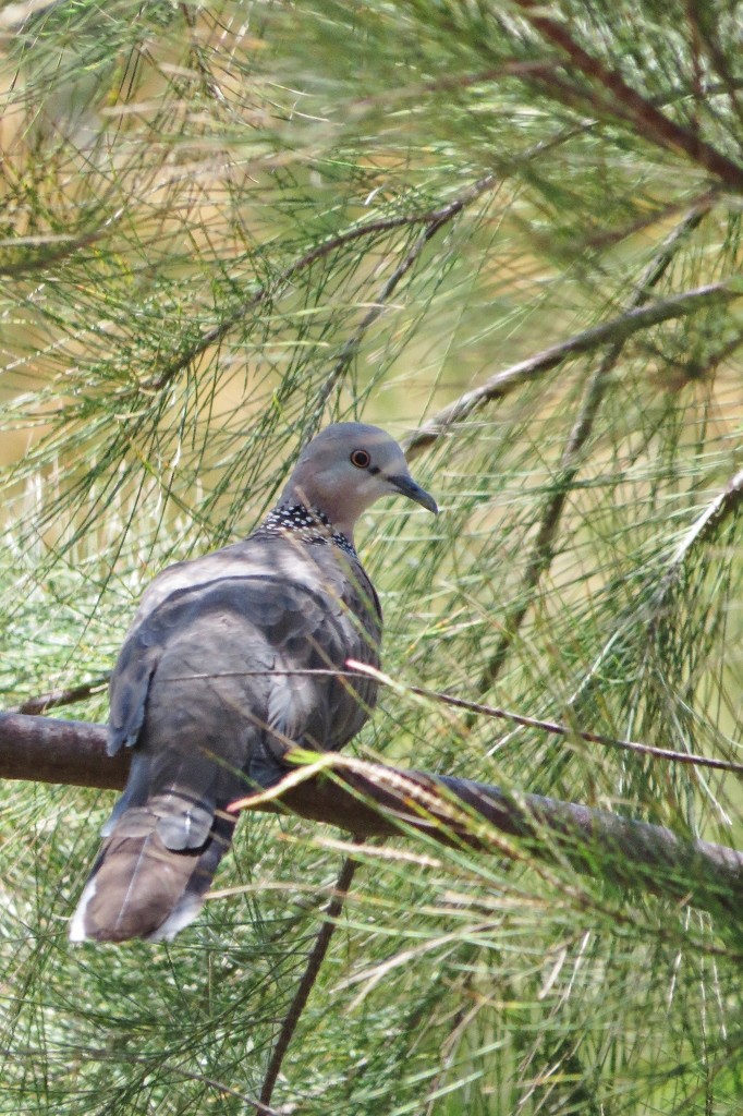 spotted dove 3