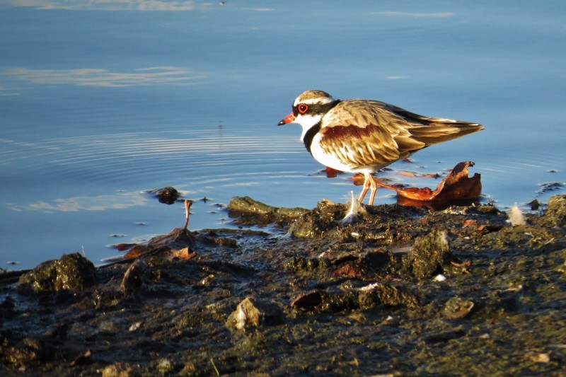 black-fronted dotterel a 16 (800x533)