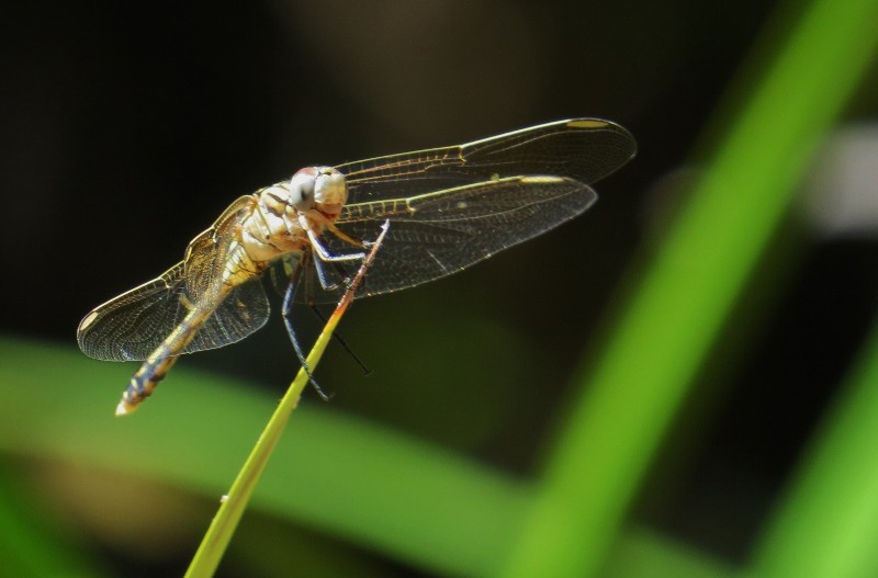 orthetrum caledonicum 7 (800x527)