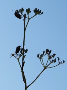 graphosoma lineatum 4