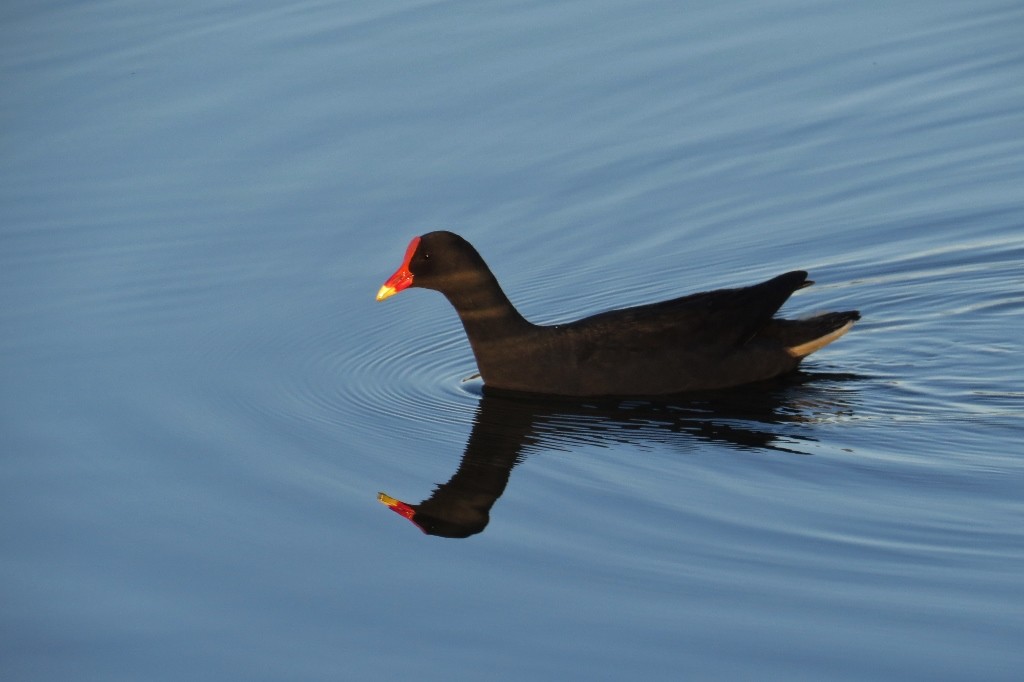 dusky moorhen a 11