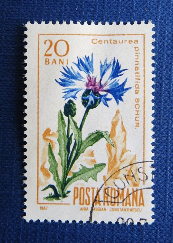 cornflower