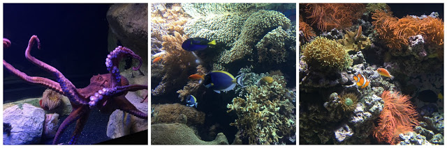 oceanário de lisboa + disney + disney portugal + à procura de dory + nemo + à procura de nemo + filme de animação + cinemas + pumpkin + pequenos exploradores + vida subaquática 