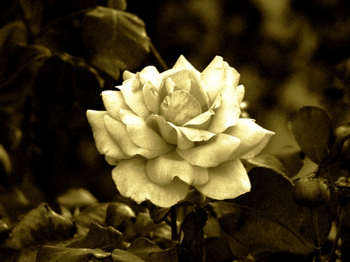 rosa sépia