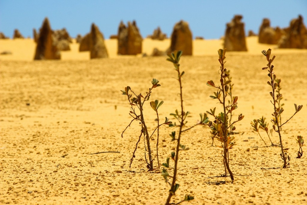 pinnacles desert b 23