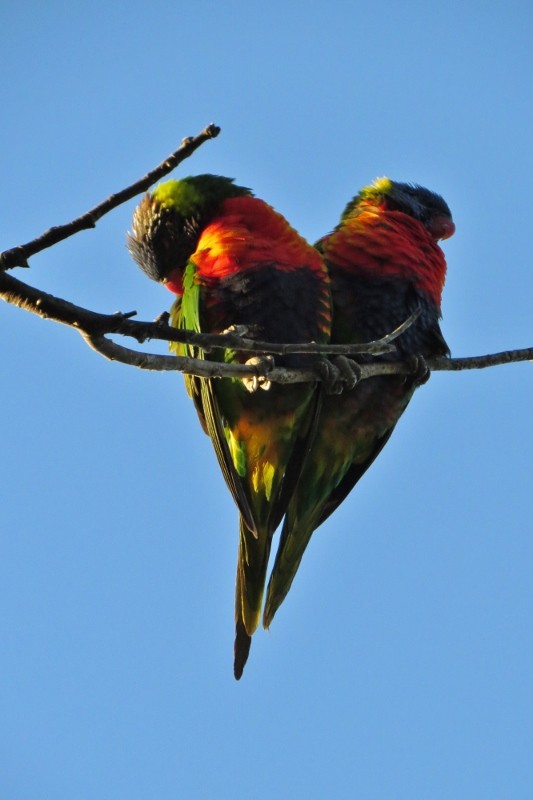rainbow lorikeet a 18