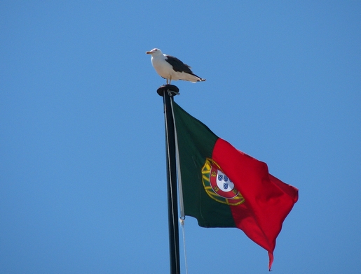 somos livres de voar