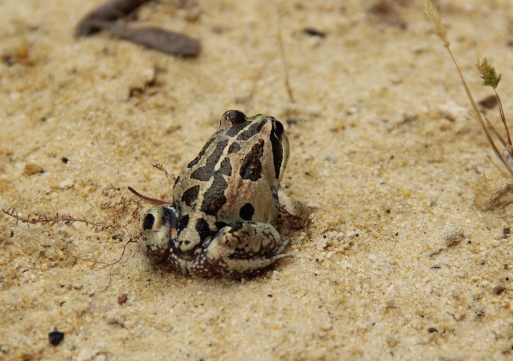western banjo frog 4