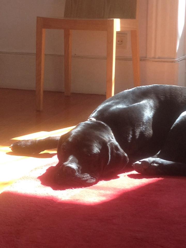 11800094_10153491618279293_2270823117061548218_n.j