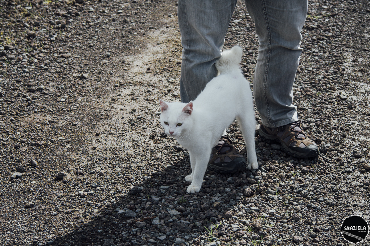 Terceira_2015_Pequenas-27.JPG Terceira_2015_Pequenas-27.JPG
