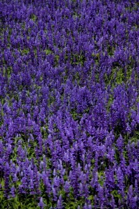 kings park perth 2 (683x1024)