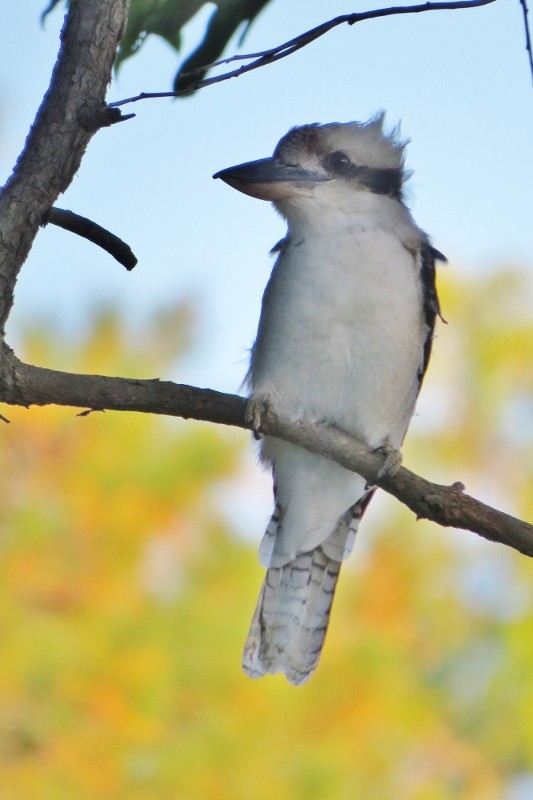 kookaburra 1