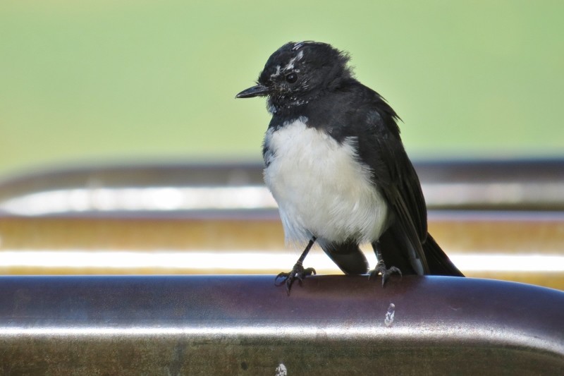 willie wagtail 9