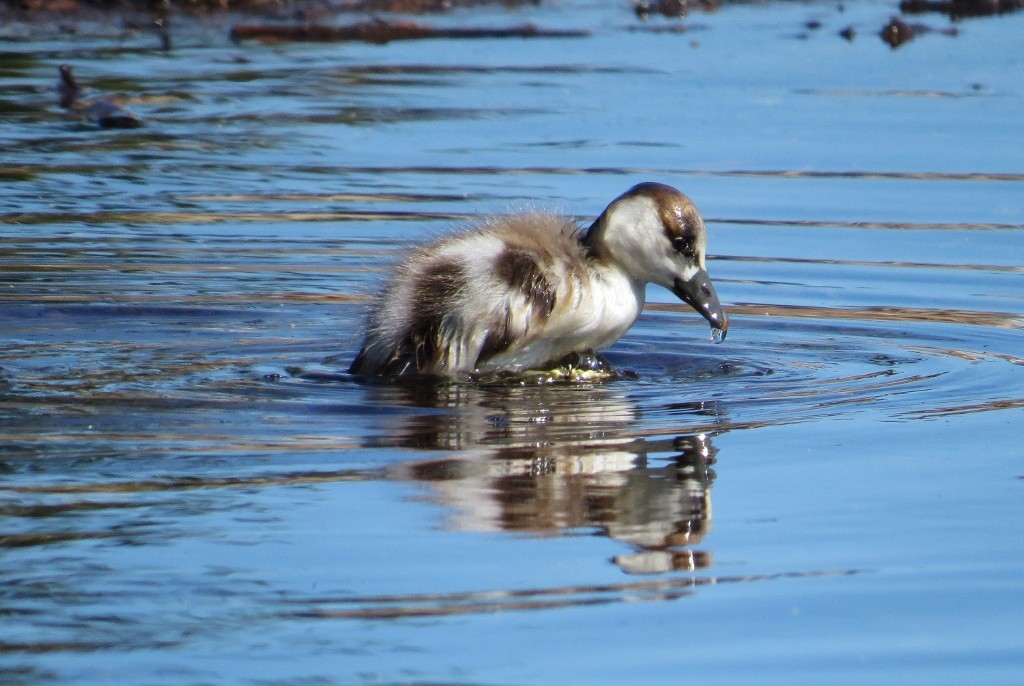 shelduck 1