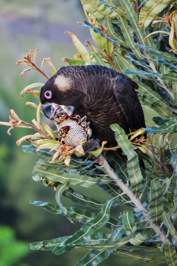 black cockatoo 5