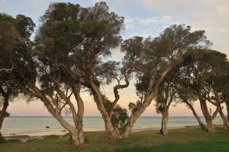 paperbark tree 1(800x533)