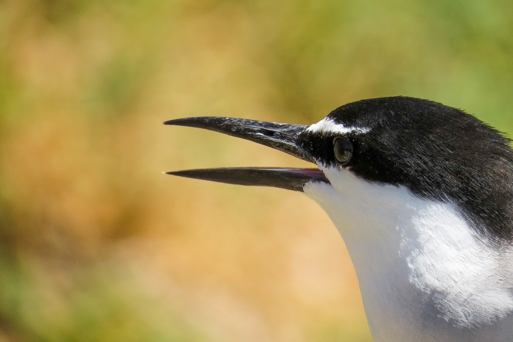 bridled tern 2