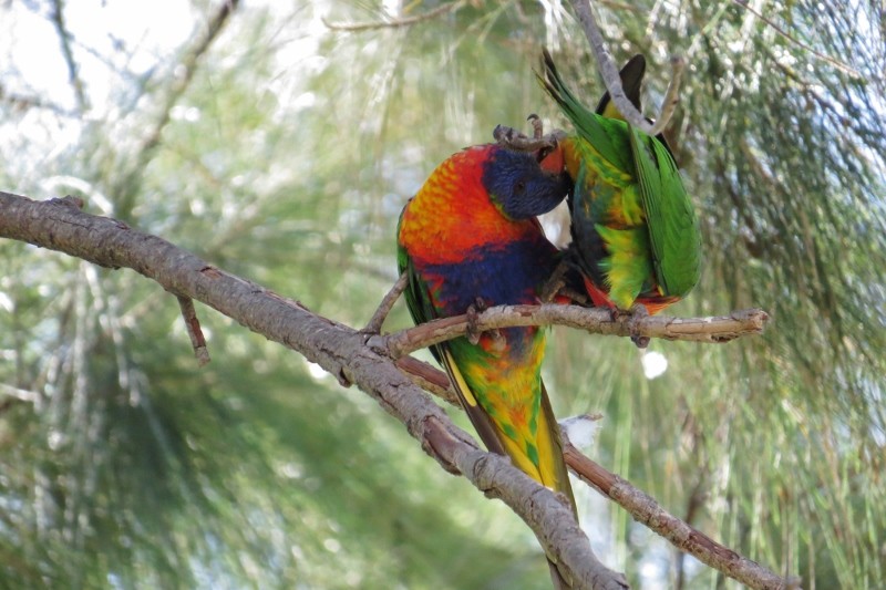 rainbow lorikeet a 17