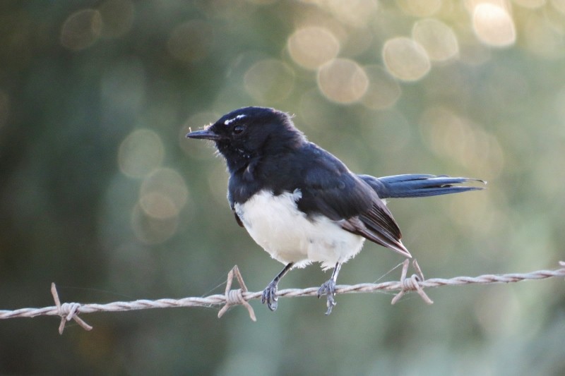 willie wagtail a 16