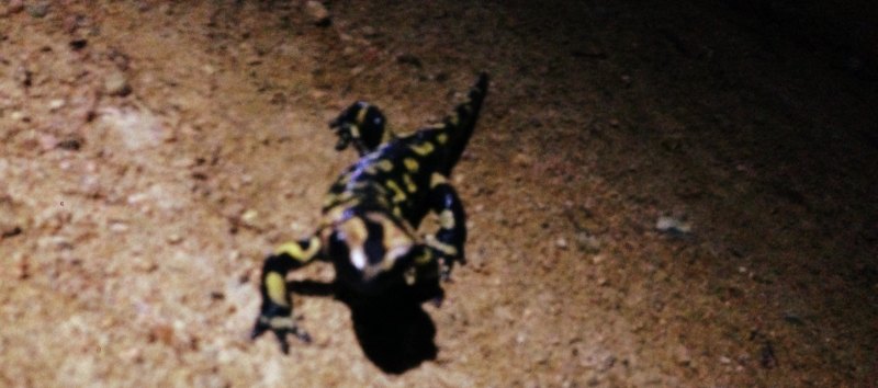 salamandra
