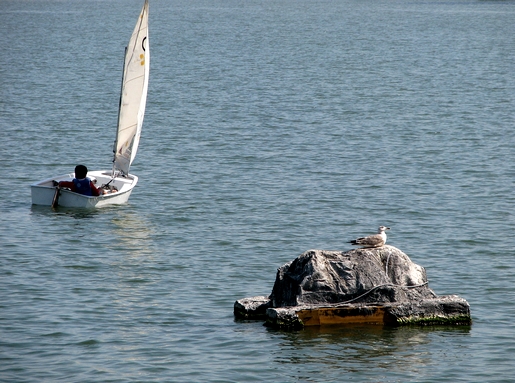 gaivota em terra e puto no mar