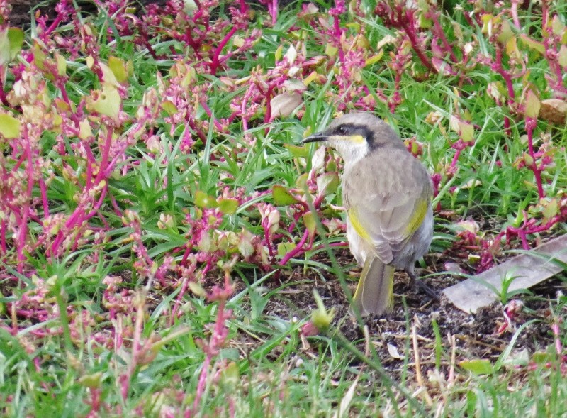 singing honeyeater 4