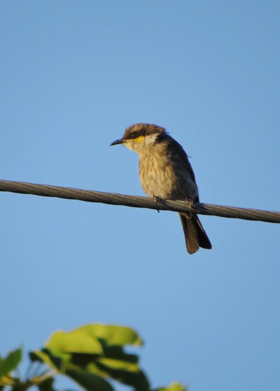 singing honeyeater 2