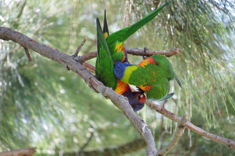 rainbow lorikeet a 16