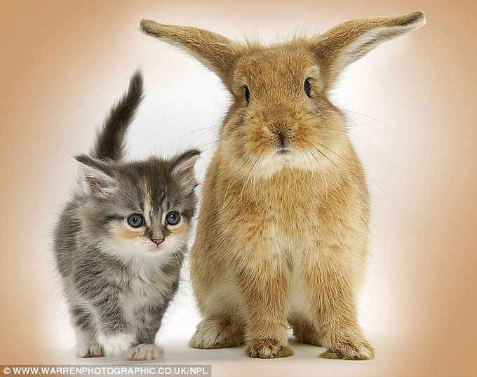 cão gato animais fotos engraçadas