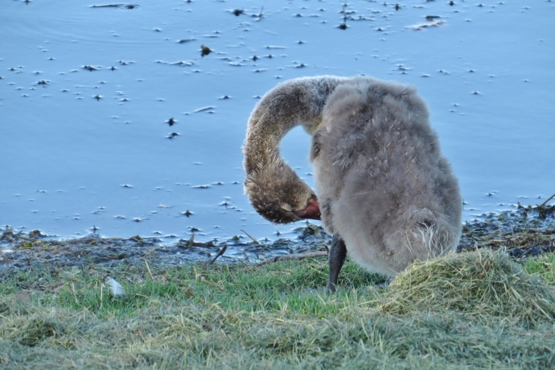 Cygnus atratus 3 (800x533)