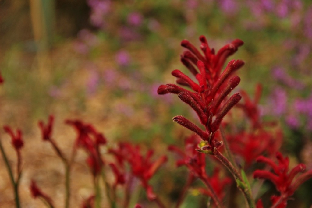 kangaroo paw 7