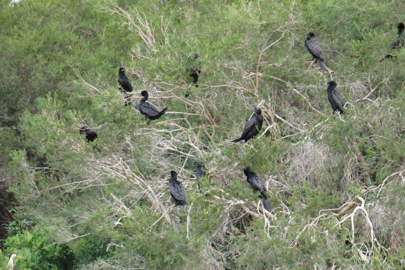 little black cormorant 5