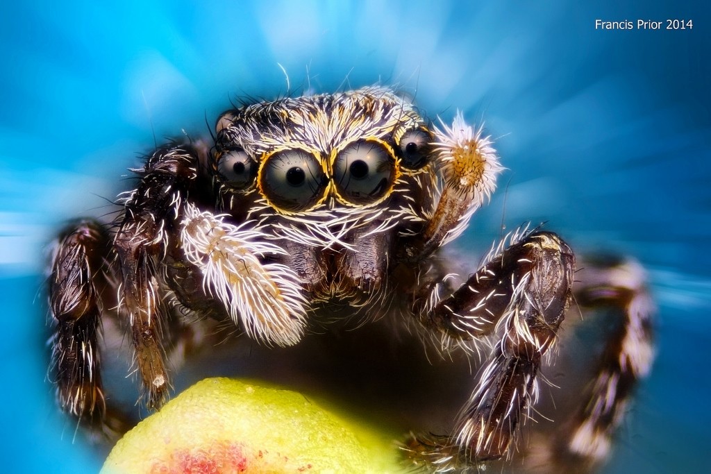 2014 HM Prior jumping spider (1024x683)