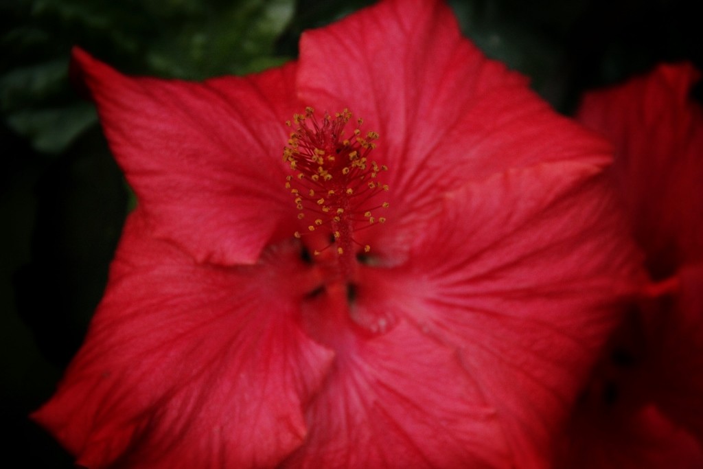 red flower 2