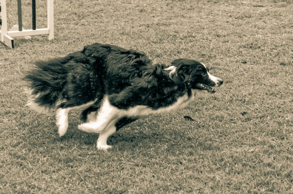 dogs perth royal show 8 (1024x679)