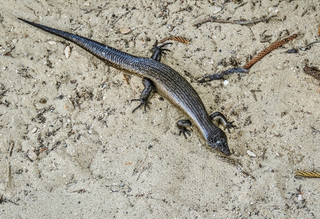 kings skink-11 (1024x701)