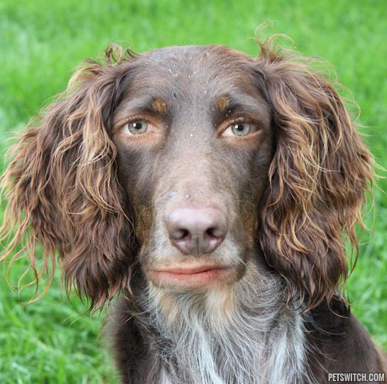 cão estranho