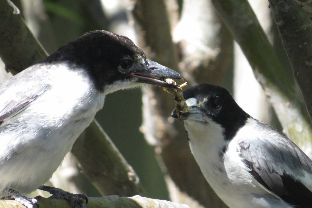 butcherbird 1