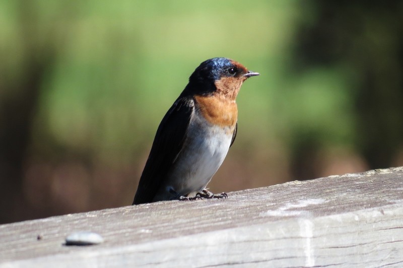 hirundo neoxena 7