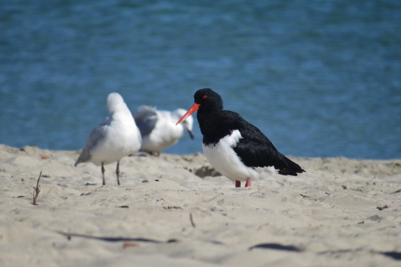 haematopus longirostris 3 (800x533)