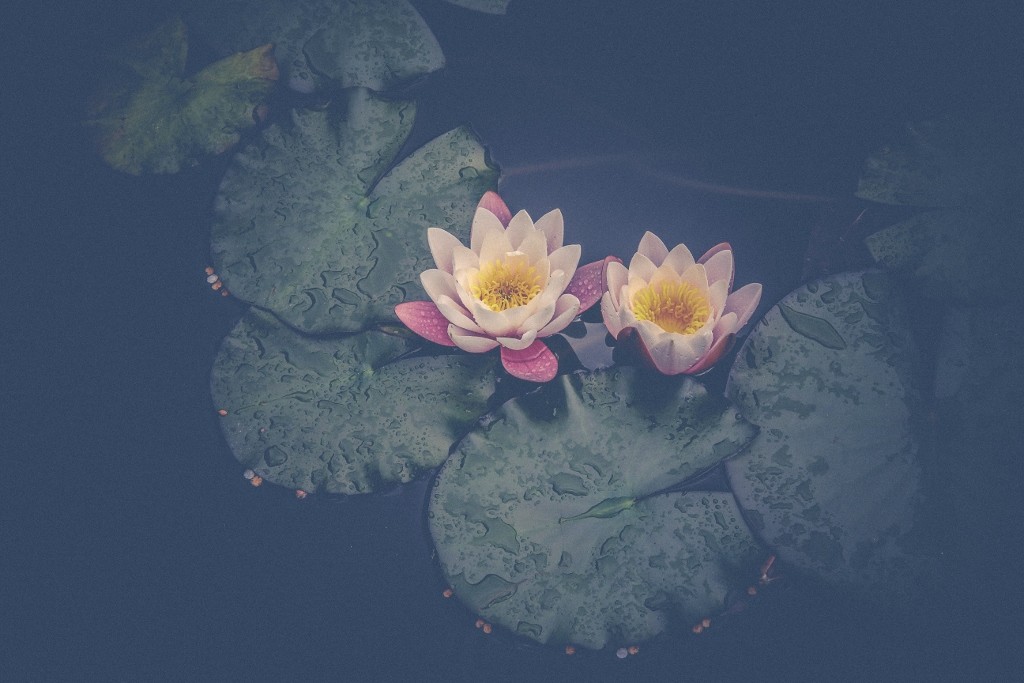 nenufar-1 (1024x683)