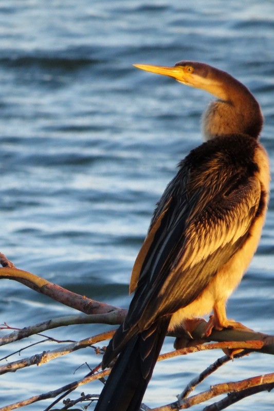 australian darter 8 (533x800)