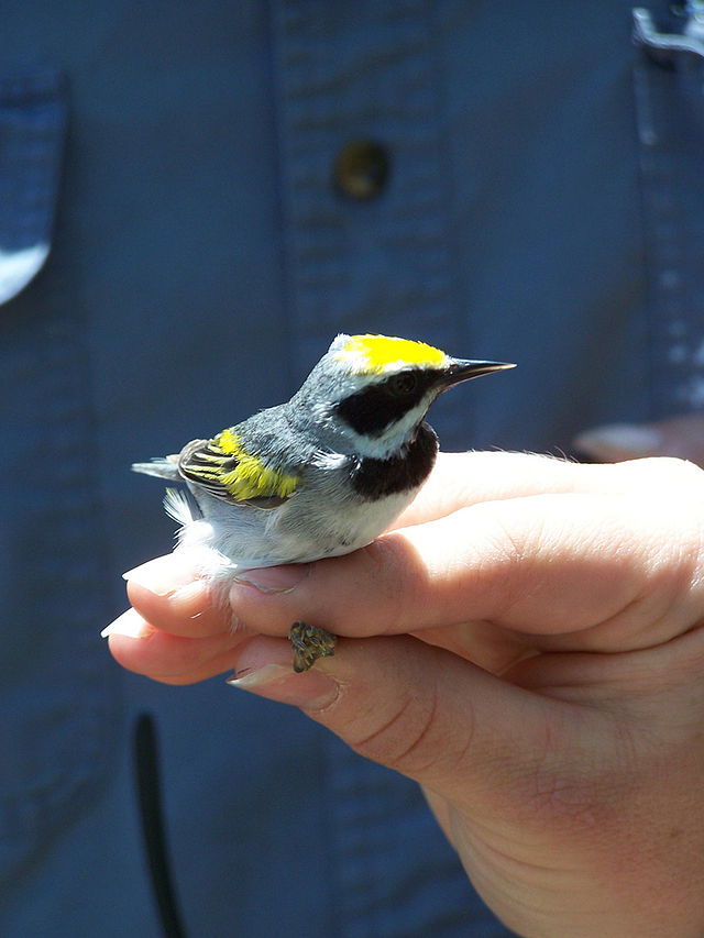golden-winged warbler