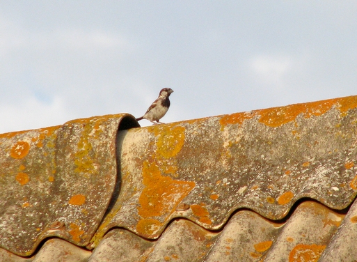 um violino no telhado