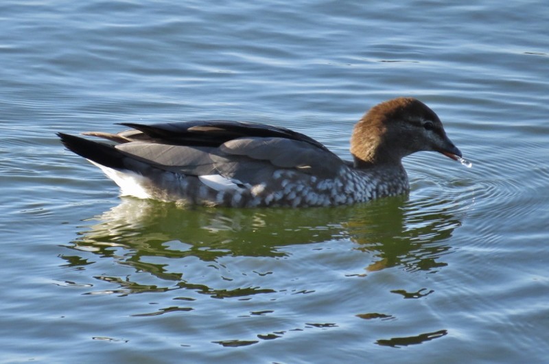 chenonetta jubata a 13